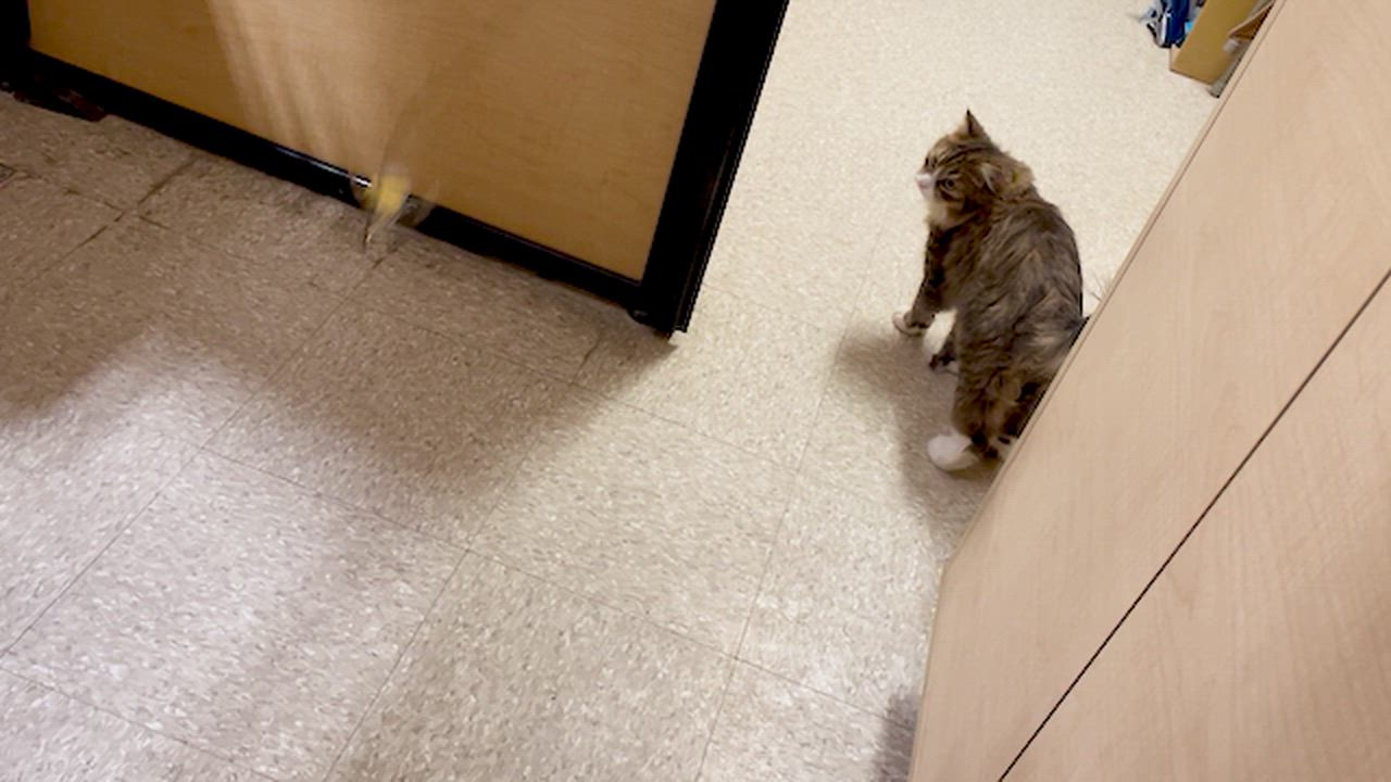 Enlarge Winston and Edmund, a ADOPTABLE mixed breed in Glenmont, NY video 3/3