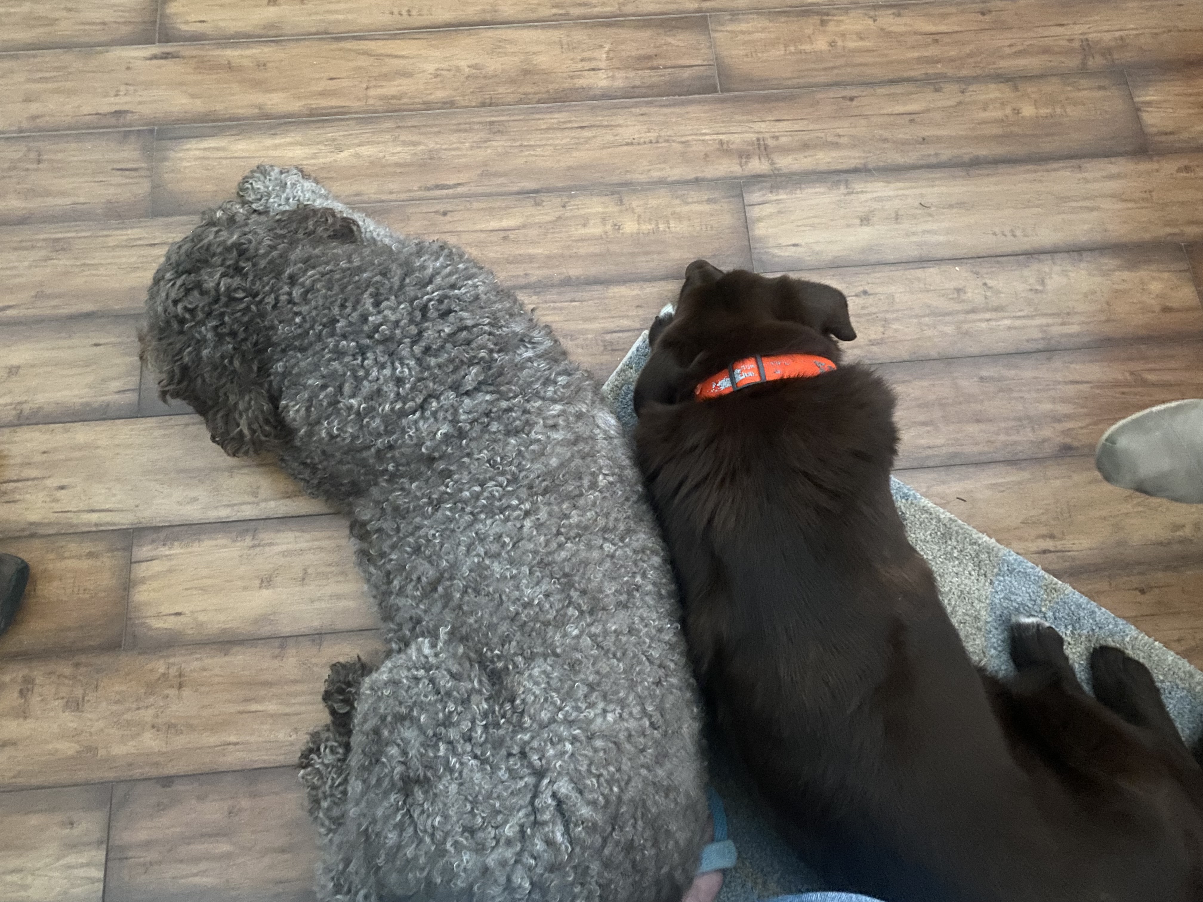 Enlarge Sonny aka Doodlebug, a Adopted Labrador Retriever in Georgetown , SC image 4/6