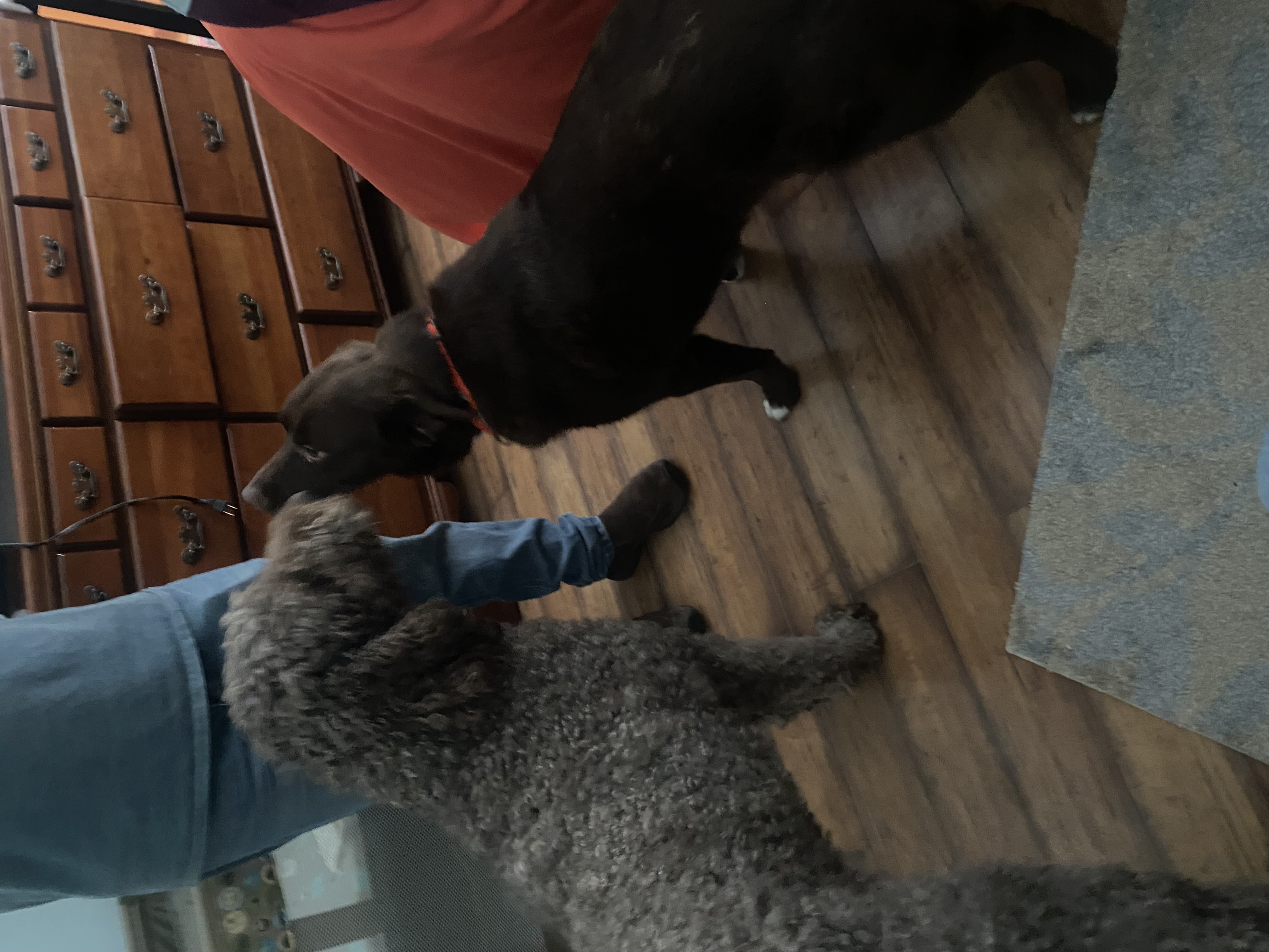 Enlarge Sonny aka Doodlebug, a Adopted Labrador Retriever in Georgetown , SC image 6/6