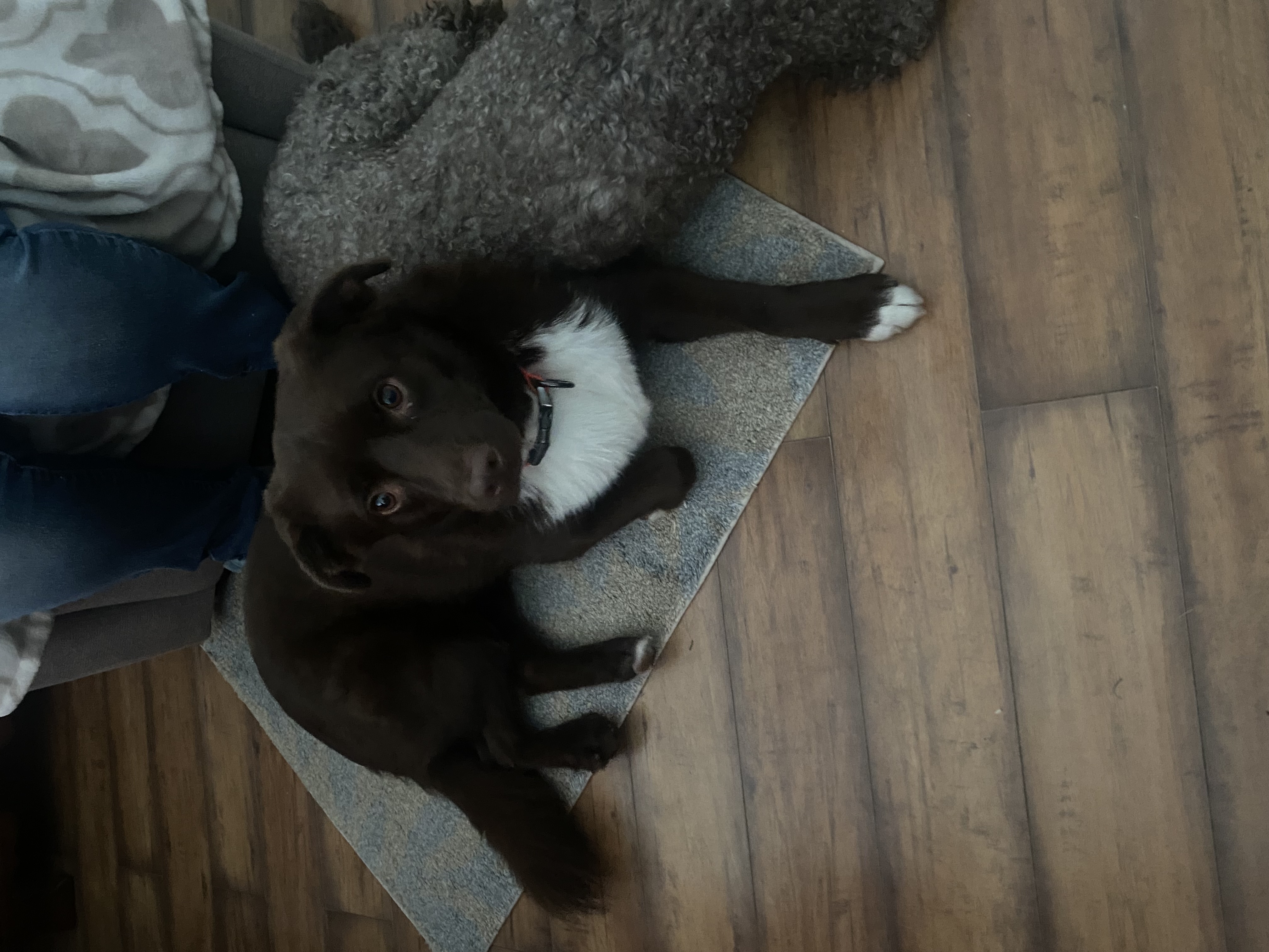 Enlarge Sonny aka Doodlebug, a Adopted Labrador Retriever in Georgetown , SC image 5/6