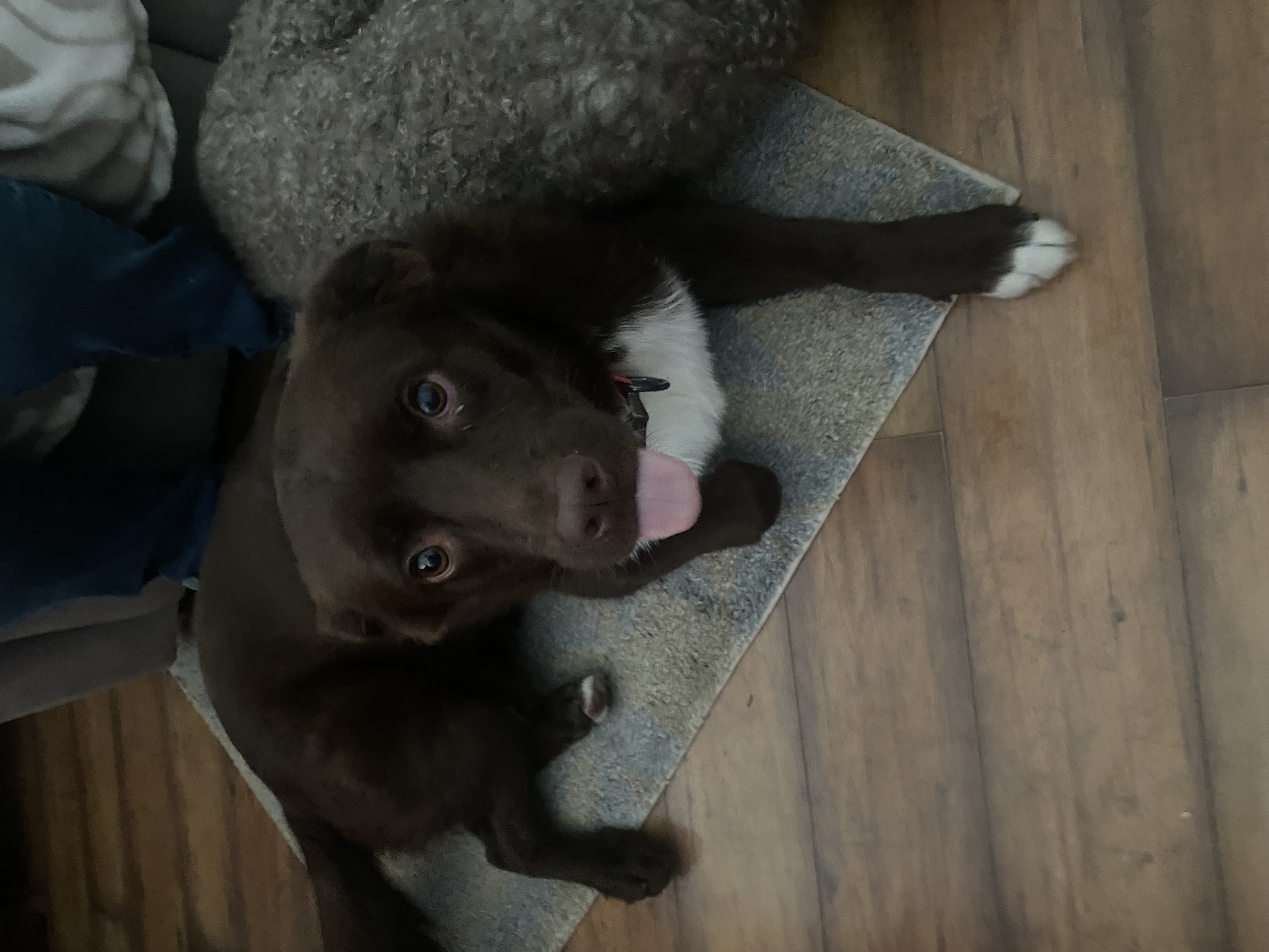 Enlarge Sonny aka Doodlebug, a Adopted Labrador Retriever in Georgetown , SC image 3/6