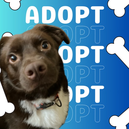 Enlarge Sonny aka Doodlebug, a Adopted Labrador Retriever in Georgetown , SC image 1/6