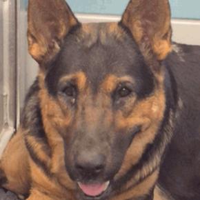 Queen, Adoptable, Adult Female Shepherd.