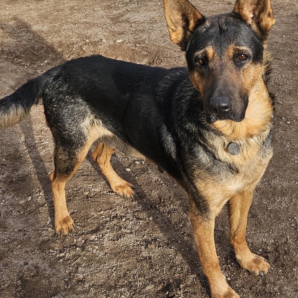 Queen, Adoptable, Adult Female Shepherd.
