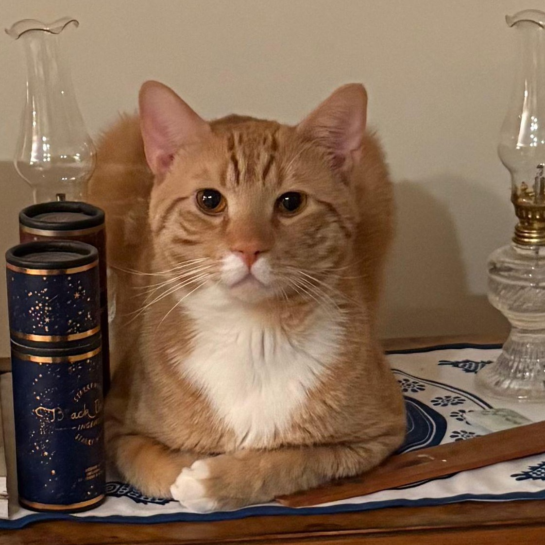 Enlarge Simba , an adopted American Shorthair in New York, NY image 2/5