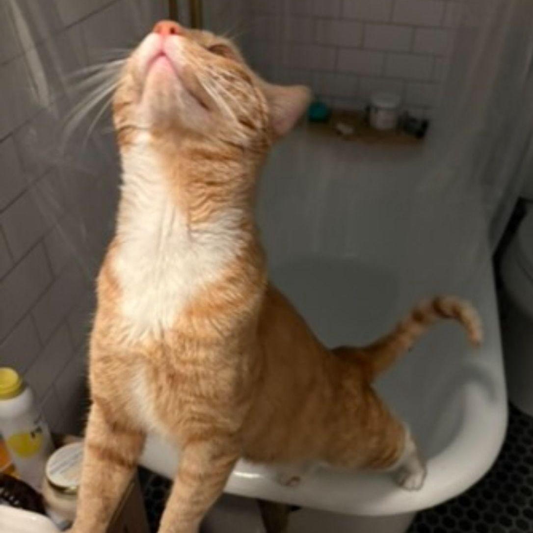 Enlarge Simba , an adopted American Shorthair in New York, NY image 4/5