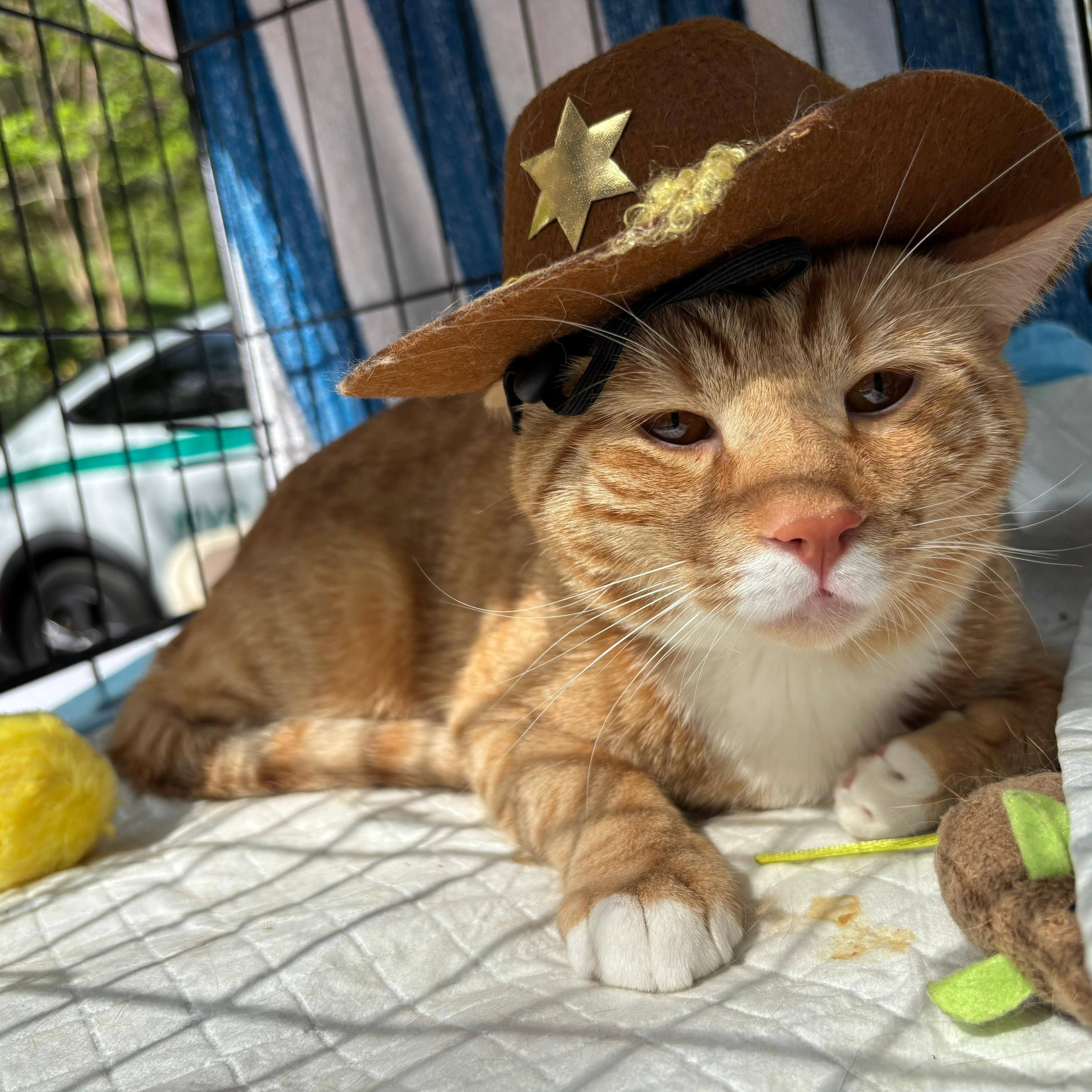 Simba , adopted, Adult Male American Shorthair.