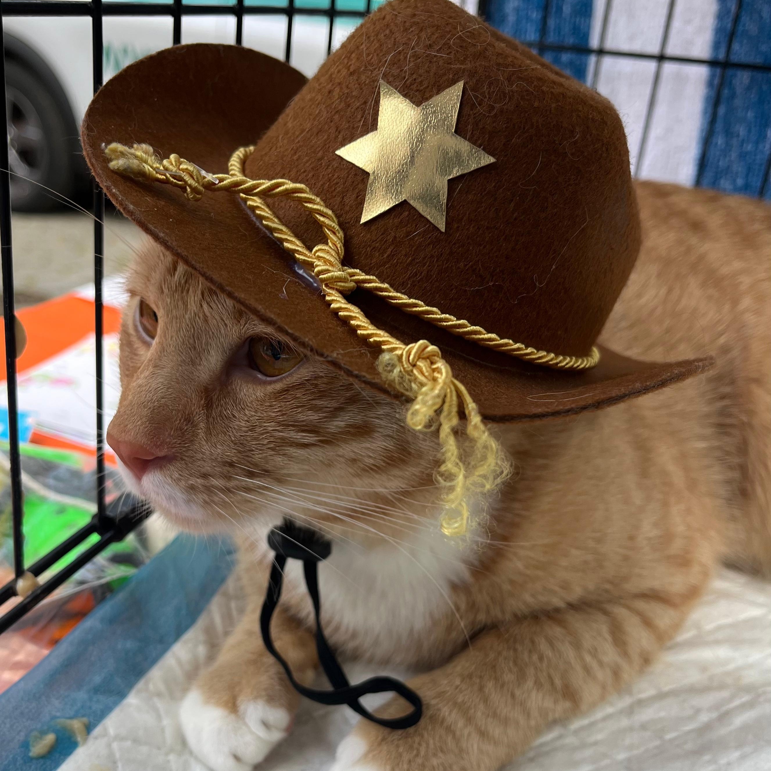 Enlarge Simba , an adopted American Shorthair in New York, NY image 5/5