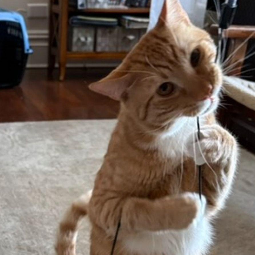 Enlarge Simba , an adopted American Shorthair in New York, NY image 3/5