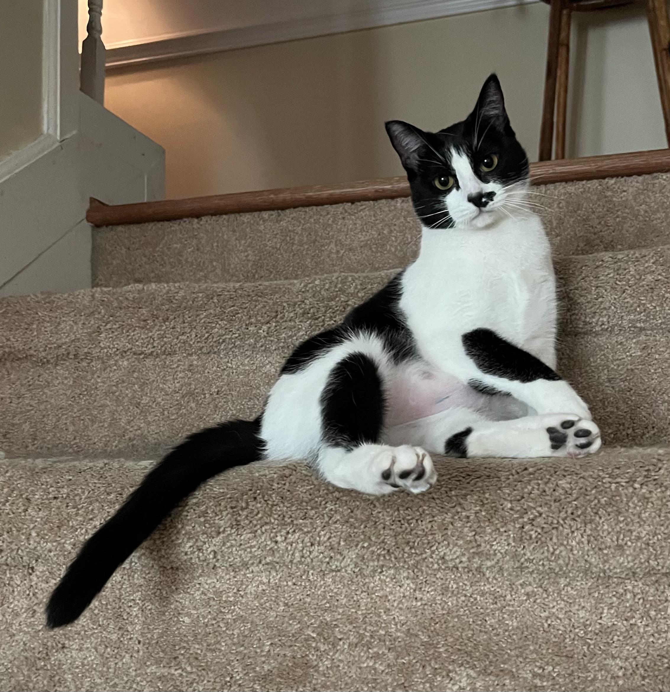 Lucky (bonded to Hildy), a Adoptable Domestic Short Hair in Mobile, AL image 1/2