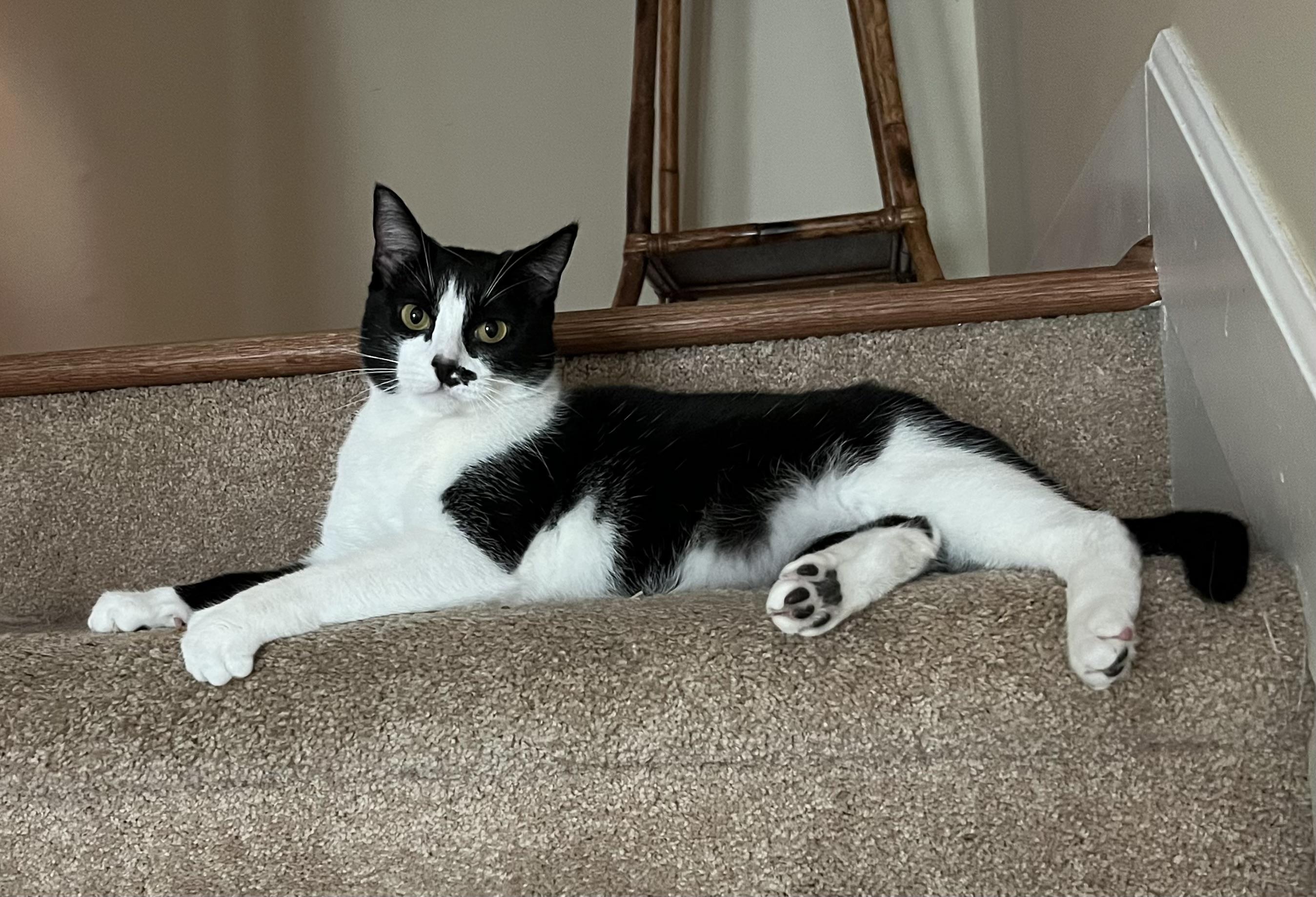 Lucky (bonded to Hildy), a Adoptable Domestic Short Hair in Mobile, AL image 2/2