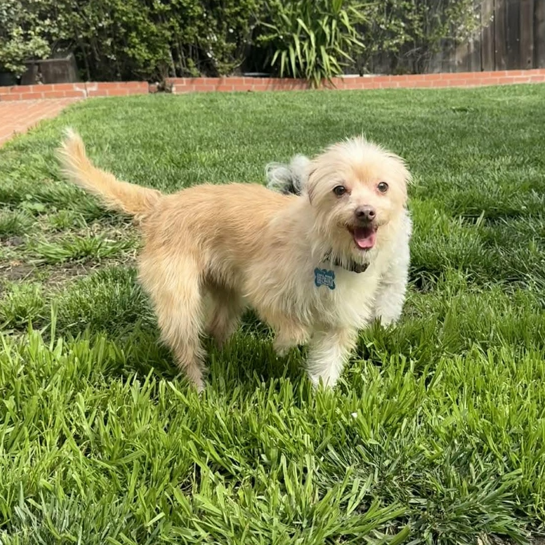 Enlarge Bernadette , an adopted mixed breed in Concord, CA image 2/3