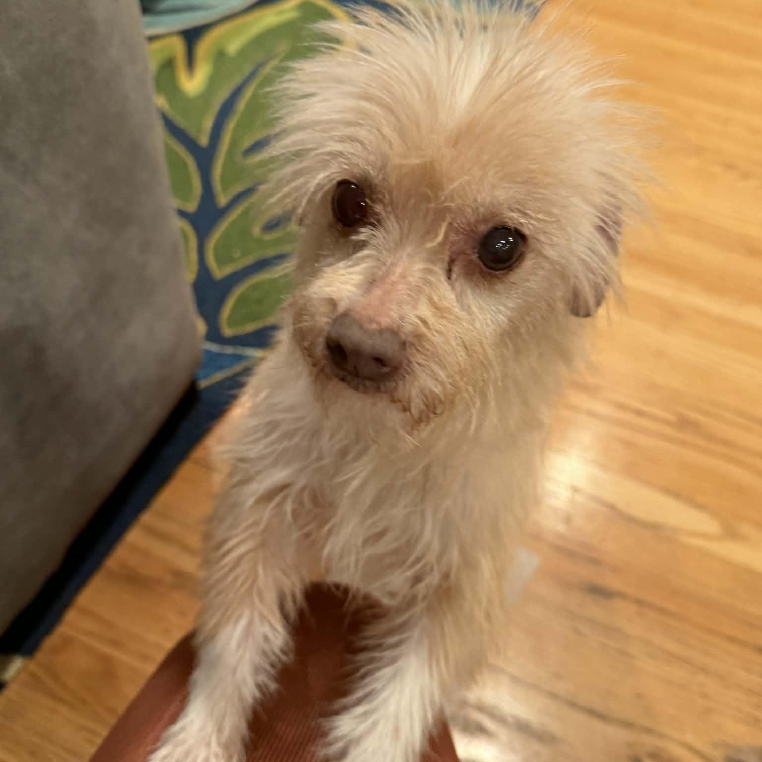 Bernadette , adopted, Young Female Cairn Terrier & Pug.
