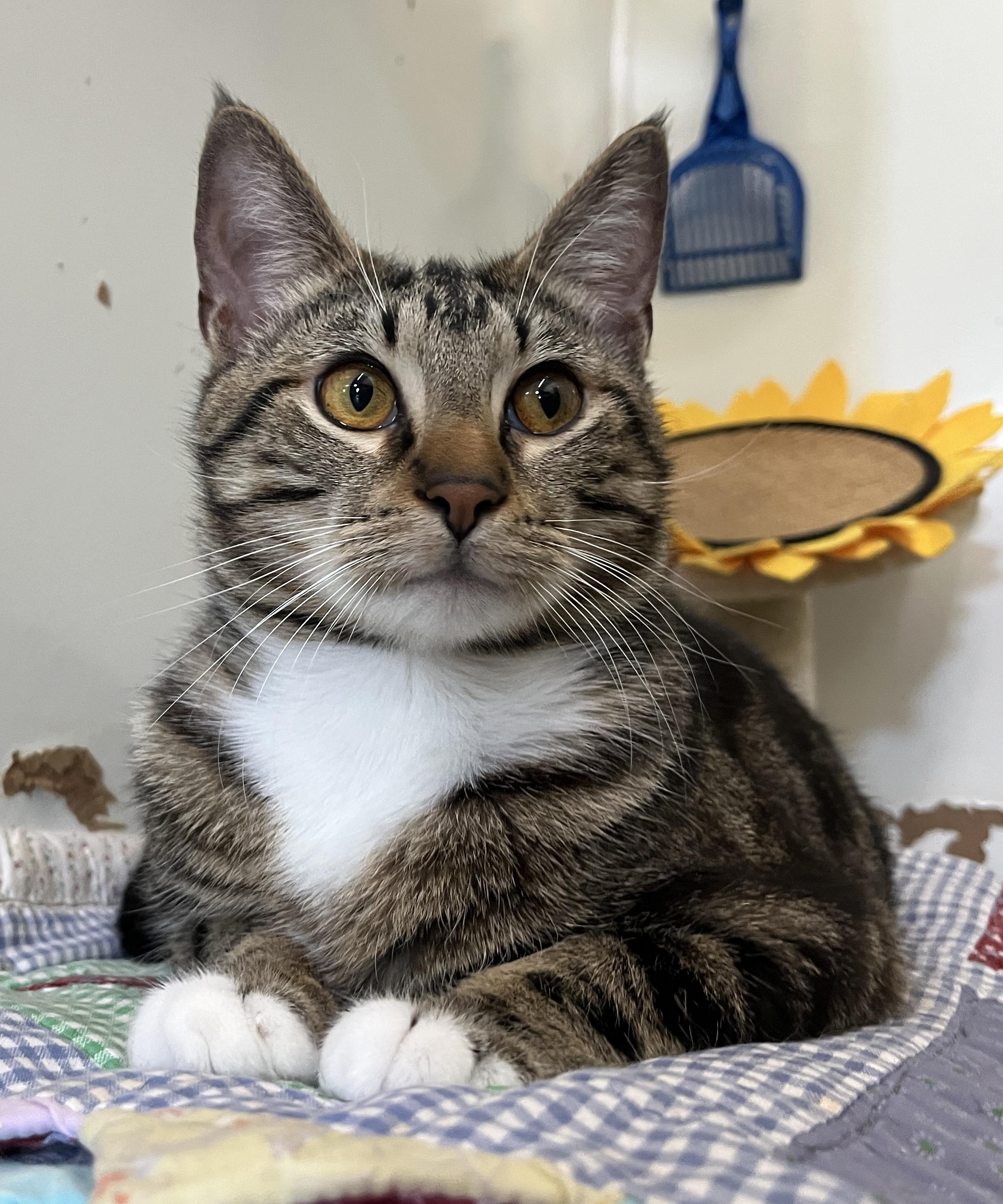 Enlarge Setta, a ADOPTABLE Domestic Short Hair in McKenzie, TN image 2/3