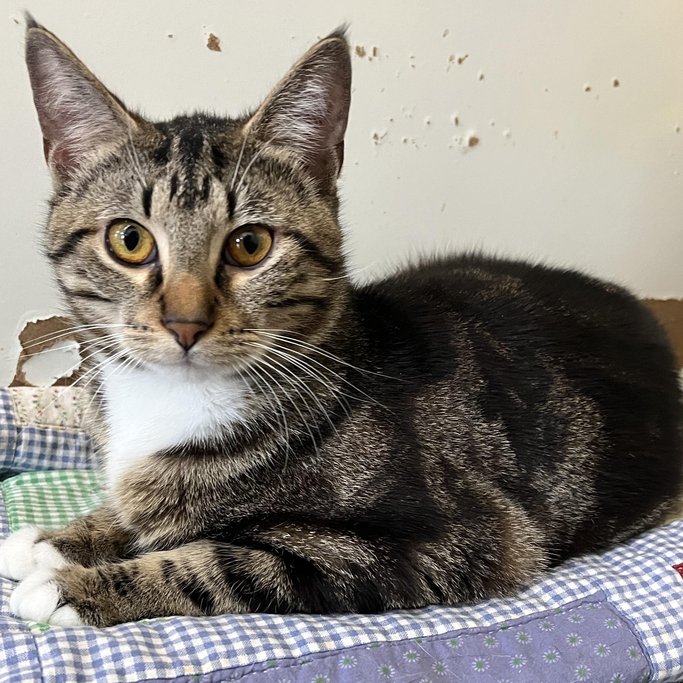 Enlarge Setta, a ADOPTABLE Domestic Short Hair in McKenzie, TN image 1/3