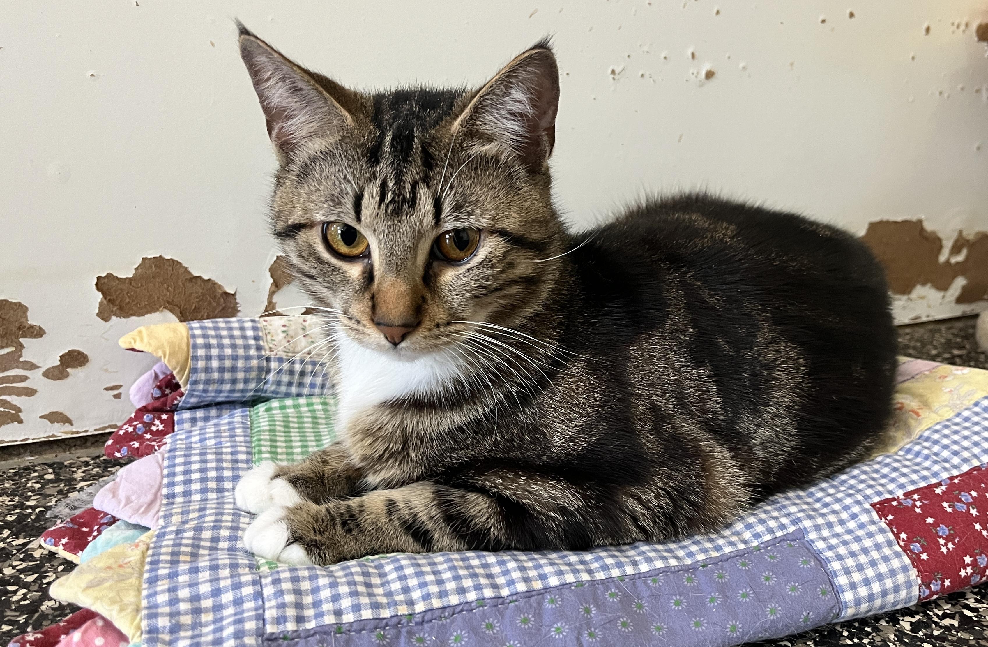 Enlarge Setta, a ADOPTABLE Domestic Short Hair in McKenzie, TN image 3/3