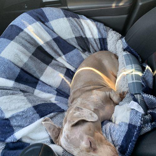 Jenny, Adoptable, Senior Female Miniature Dachshund.