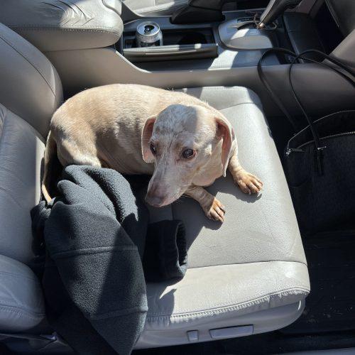 Enlarge Jenny, a Adoptable Miniature Dachshund in Cookeville, TN image 2/6