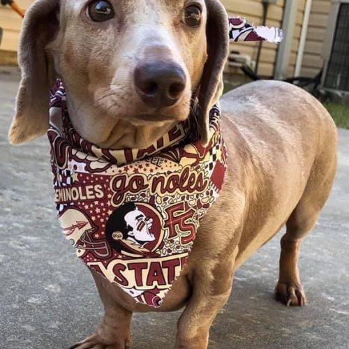 Enlarge Jenny, a Adoptable Miniature Dachshund in Cookeville, TN image 3/6