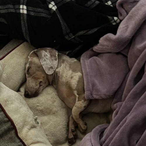 Enlarge Jenny, a Adoptable Miniature Dachshund in Cookeville, TN image 5/6