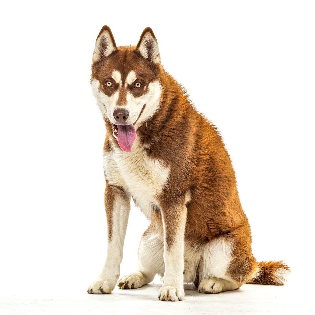 Enlarge Chalet, a Adoptable mixed breed in Reno, NV image 1/3