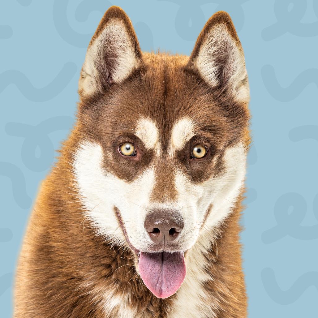 Enlarge Chalet, a Adoptable mixed breed in Reno, NV image 2/3