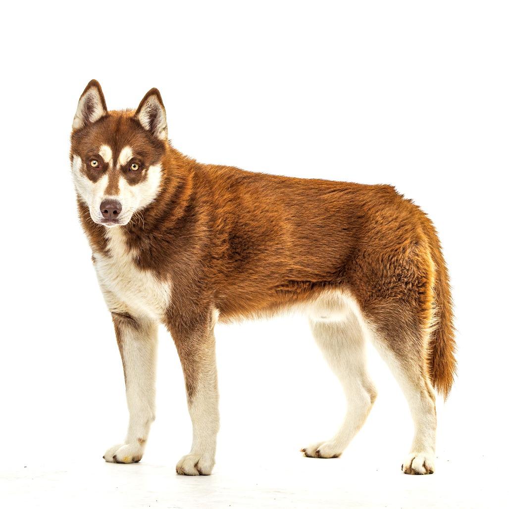 Enlarge Chalet, a Adoptable mixed breed in Reno, NV image 3/3