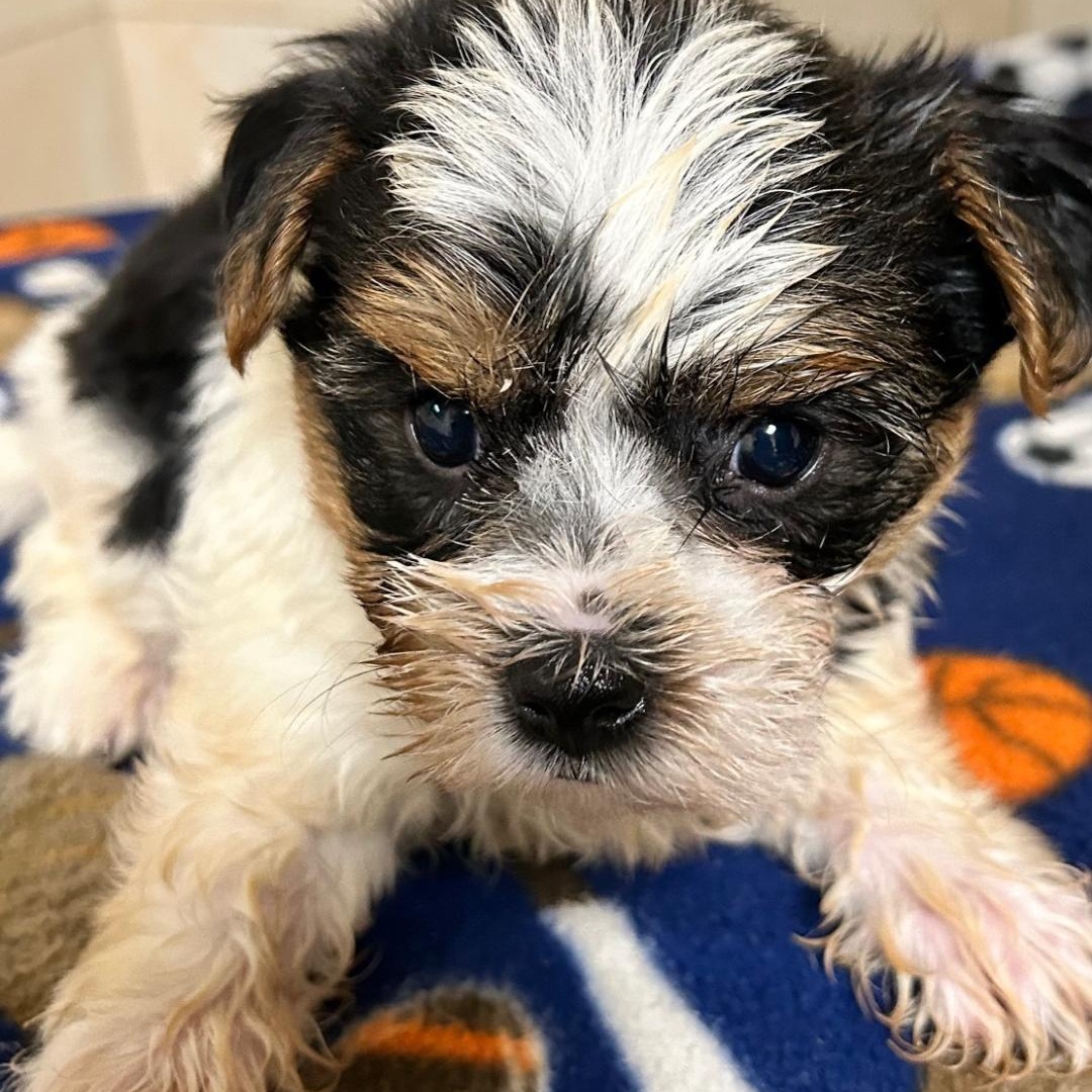 Enlarge Hero, a Adoptable Yorkshire Terrier in Bartonsville, PA image 3/4