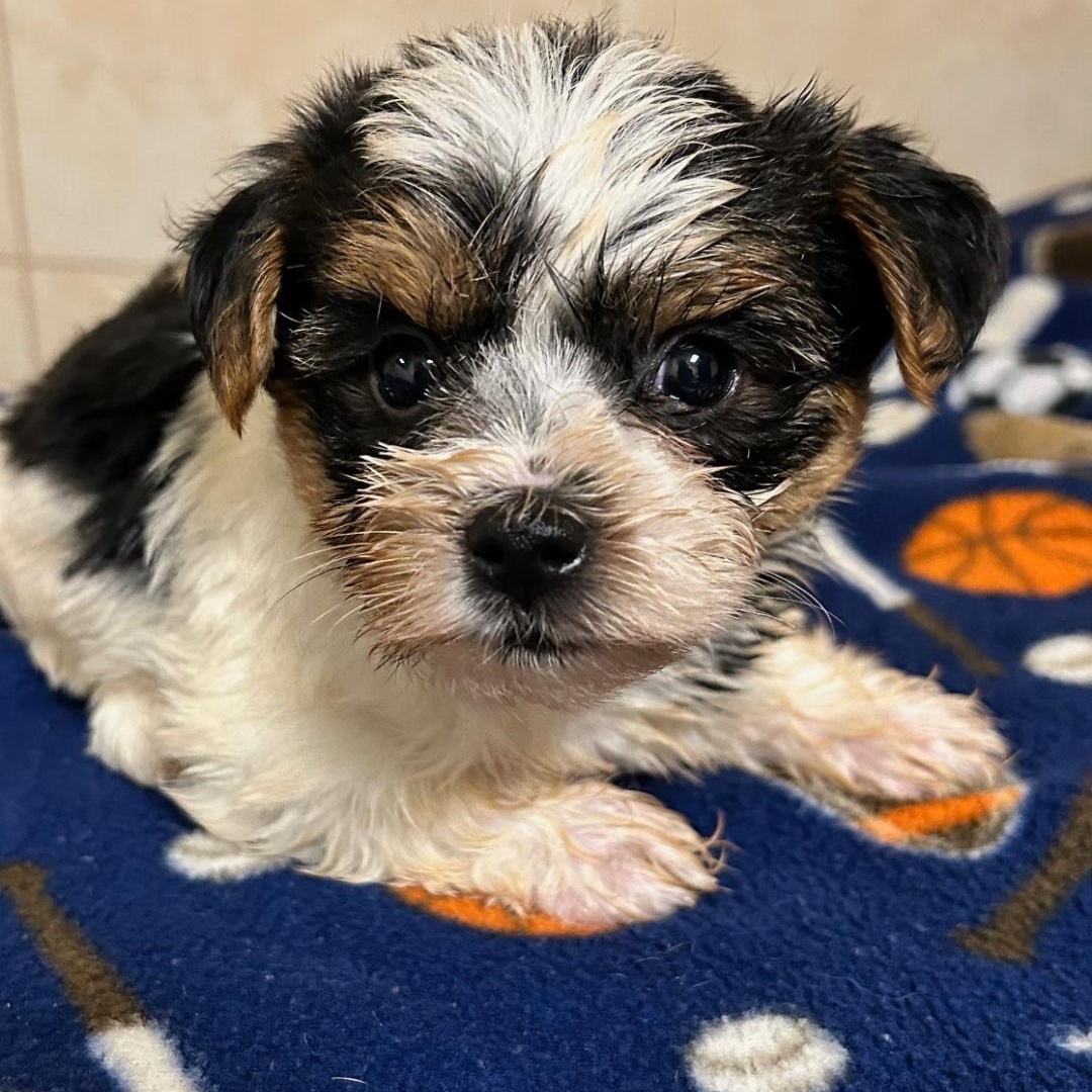 Enlarge Hero, a Adoptable Yorkshire Terrier in Bartonsville, PA image 1/4