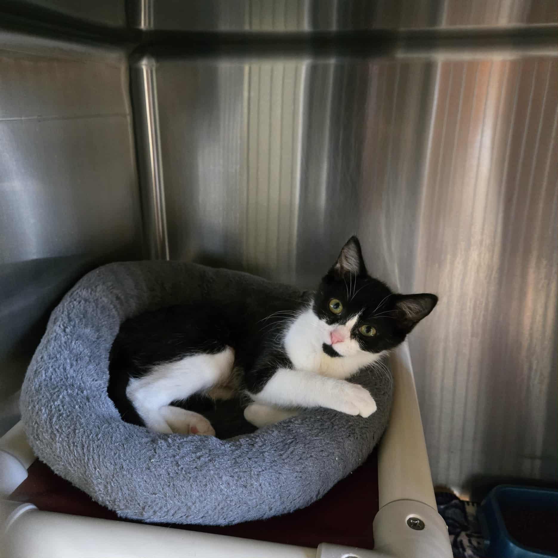 Bug, Adoptable, Kitten Female Domestic Short Hair.