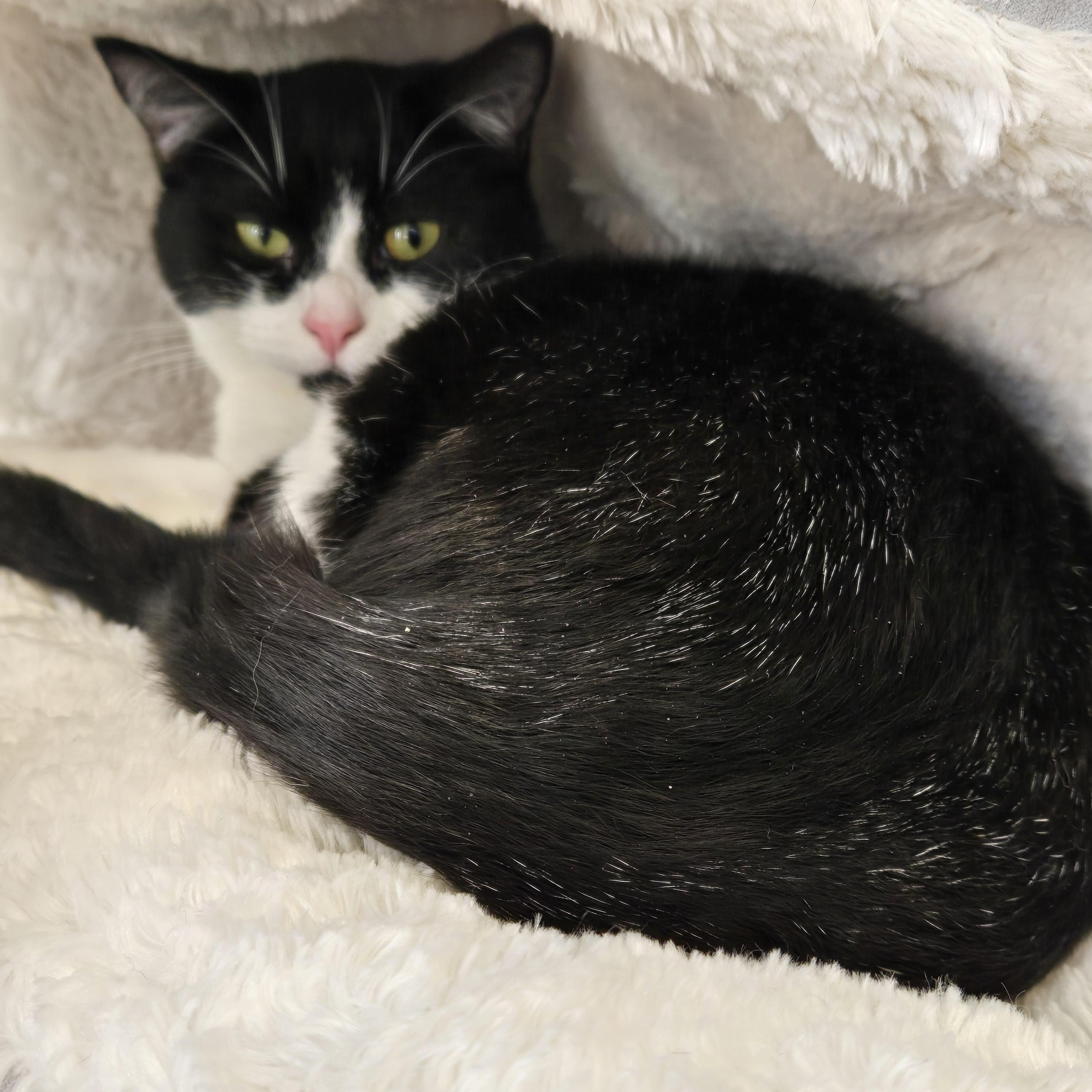 Bug, adoptable, Kitten Female Domestic Short Hair.