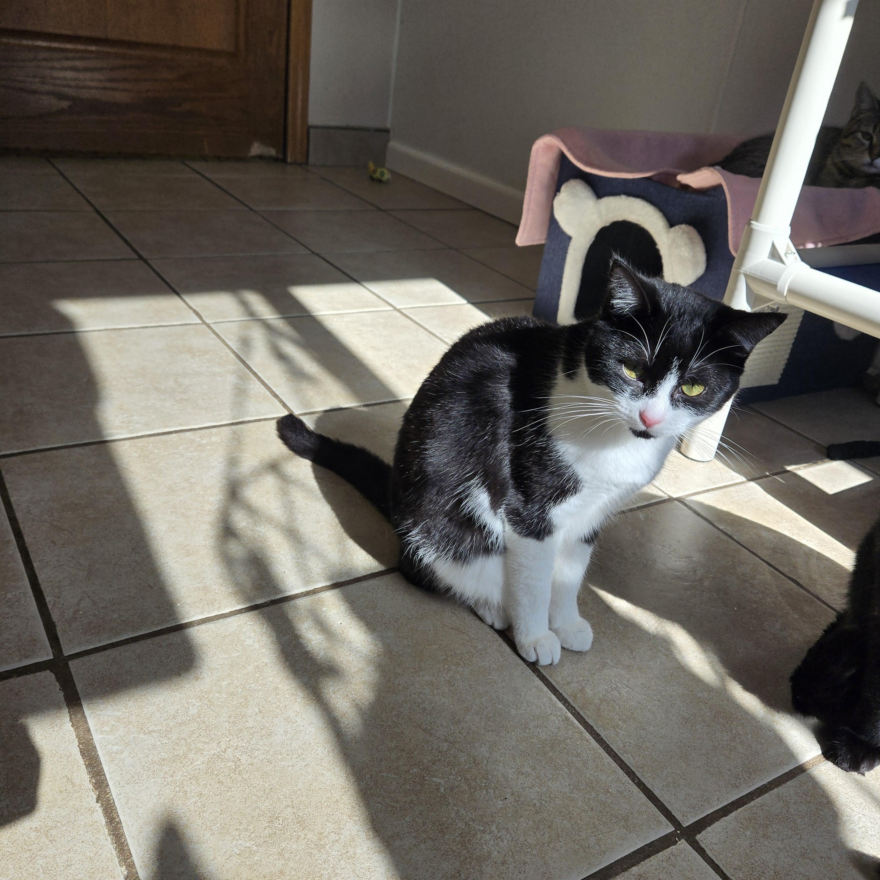 Enlarge Bug, an adoptable Domestic Short Hair in West Branch, MI image 3/3