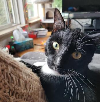 Lover Boy Milo, adoptable, Adult Male Domestic Short Hair.