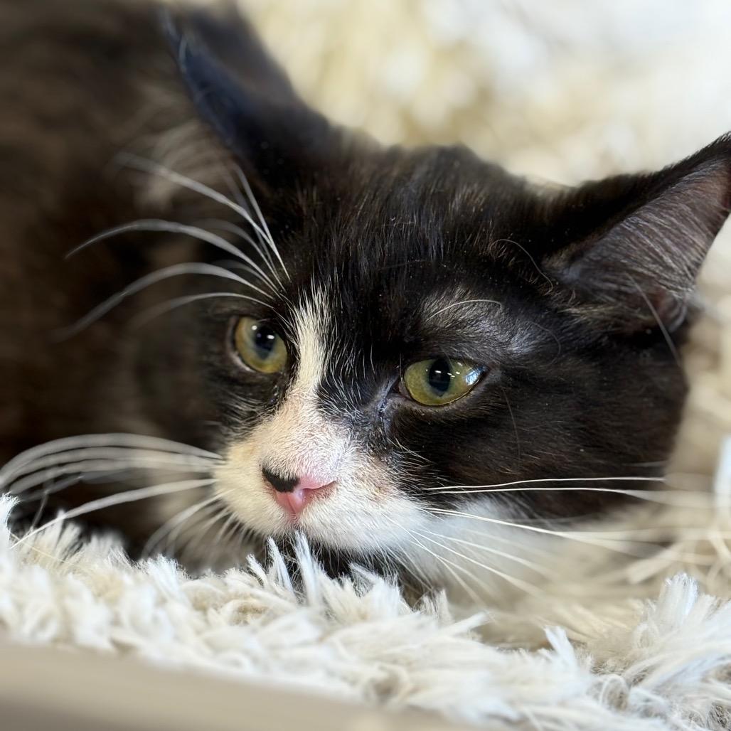 Prissy, Adoptable, Kitten Female Domestic Medium Hair.