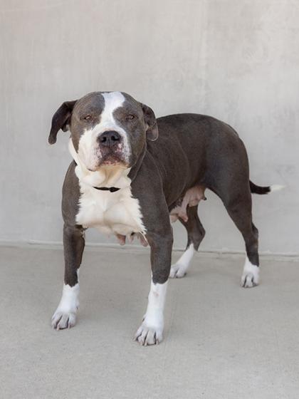 Enlarge Anya, a Adoptable mixed breed in Longmont, CO image 1/3