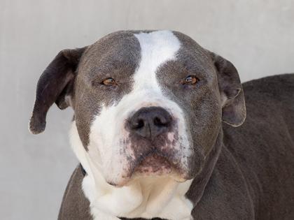 Enlarge Anya, a Adoptable mixed breed in Longmont, CO image 2/3