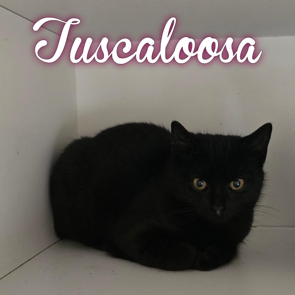 Tuscaloosa thumbnail 2