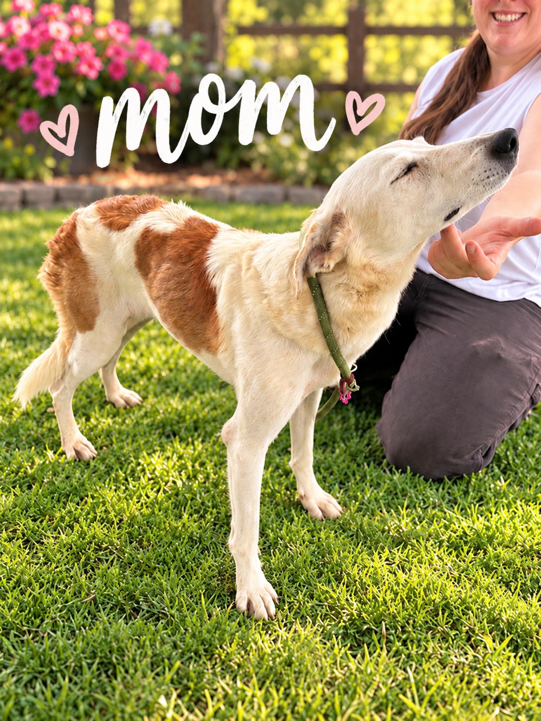 Enlarge Hazel (Orchard Litter), a Adopted mixed breed in Redwood City, CA image 3/3