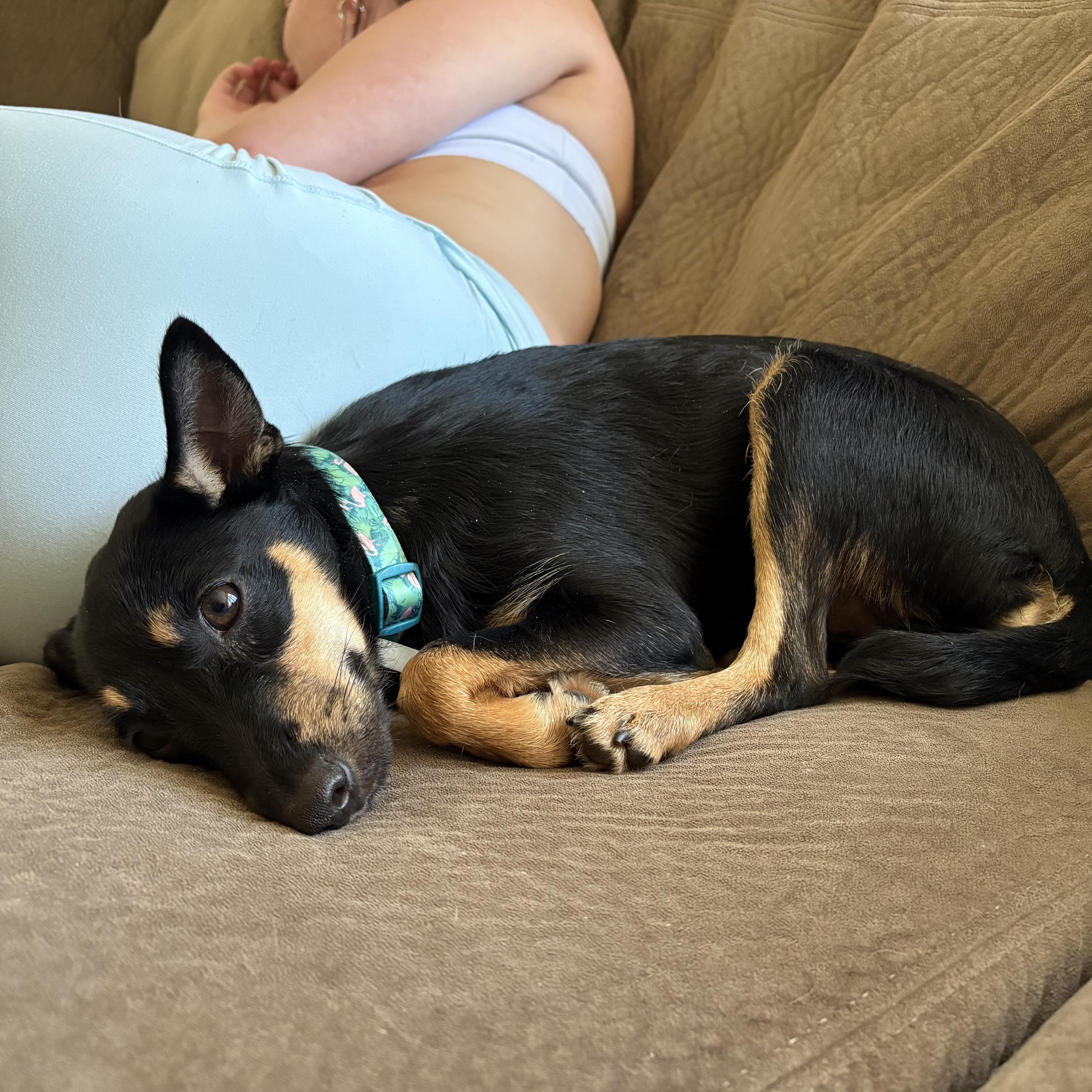 Enlarge Pepper, a ADOPTABLE mixed breed in Boulder, CO image 5/6