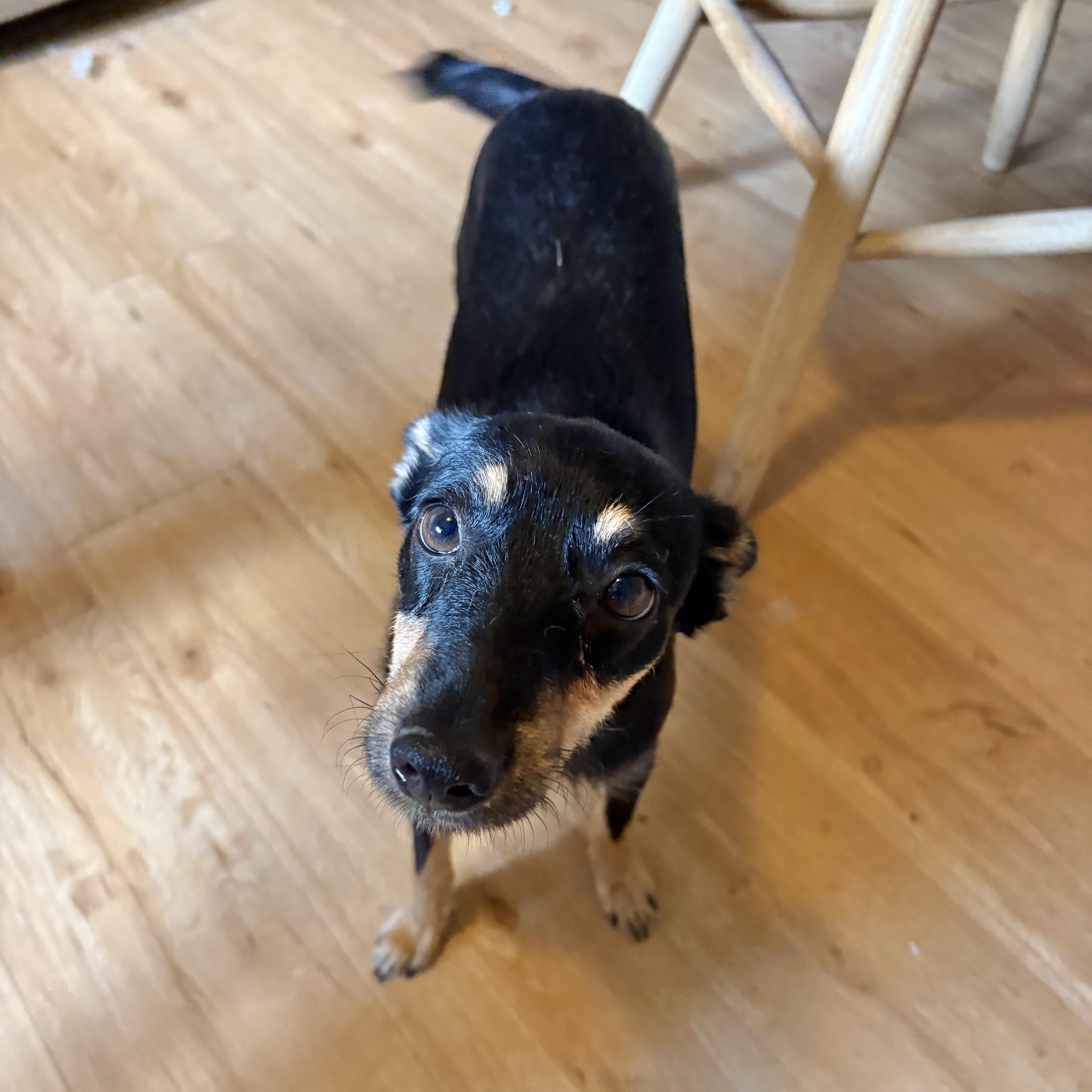 Enlarge Pepper, a ADOPTABLE mixed breed in Boulder, CO image 3/6