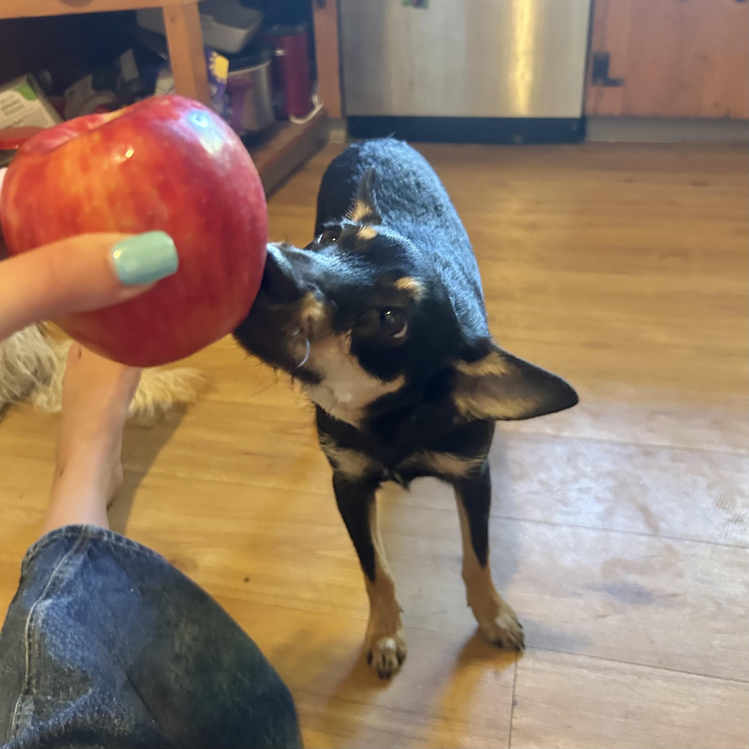 Enlarge Pepper, a ADOPTABLE mixed breed in Boulder, CO image 2/6
