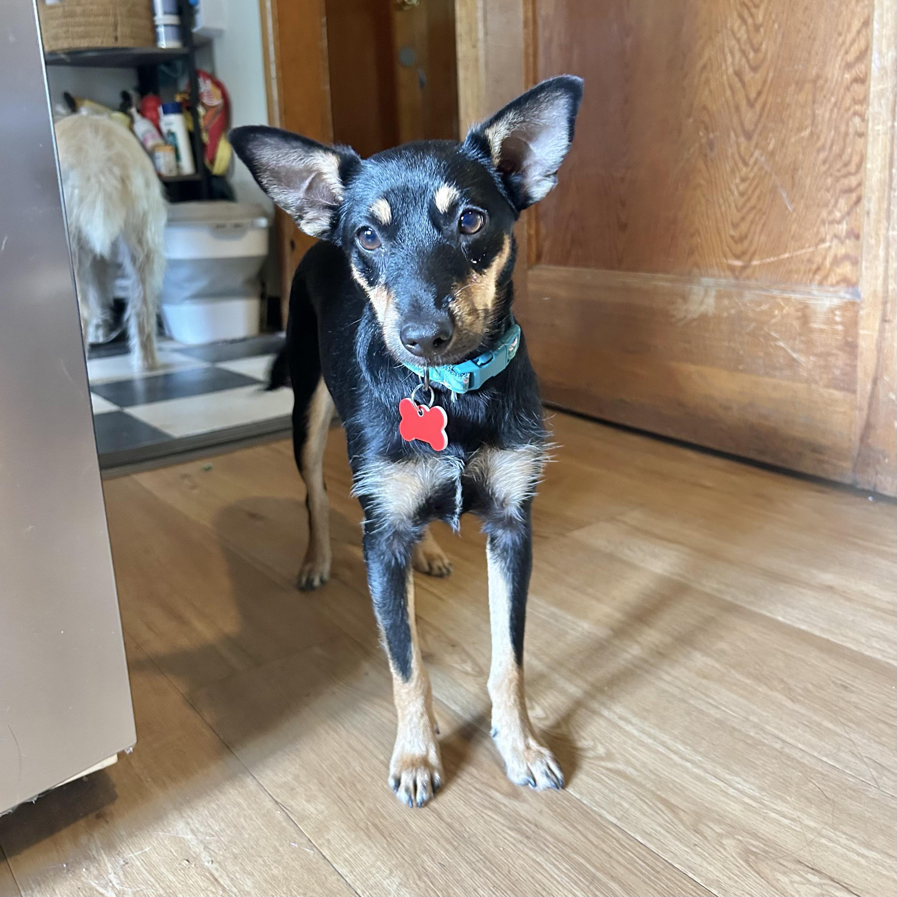 Enlarge Pepper, a ADOPTABLE mixed breed in Boulder, CO image 1/6