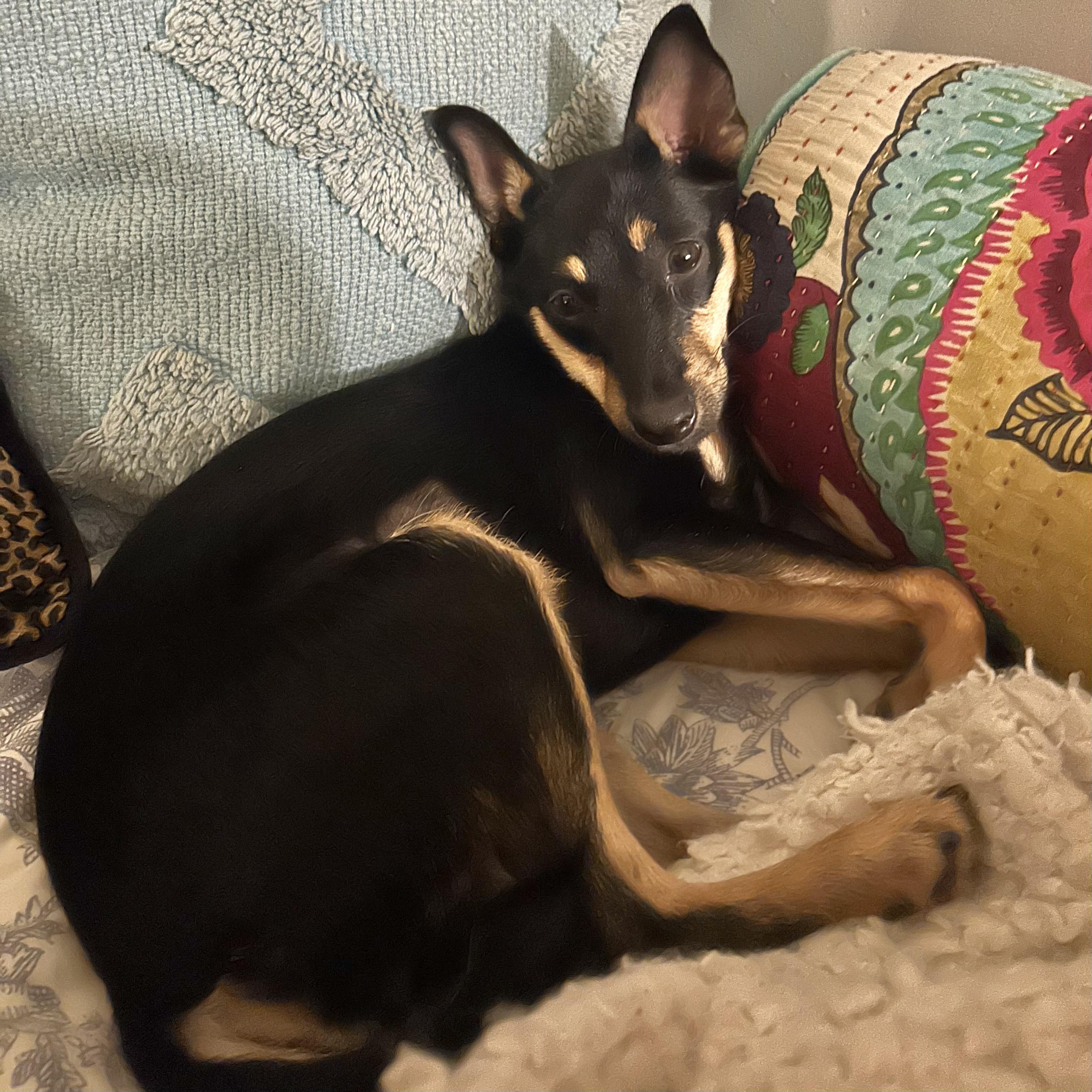 Enlarge Pepper, a ADOPTABLE mixed breed in Boulder, CO image 6/6