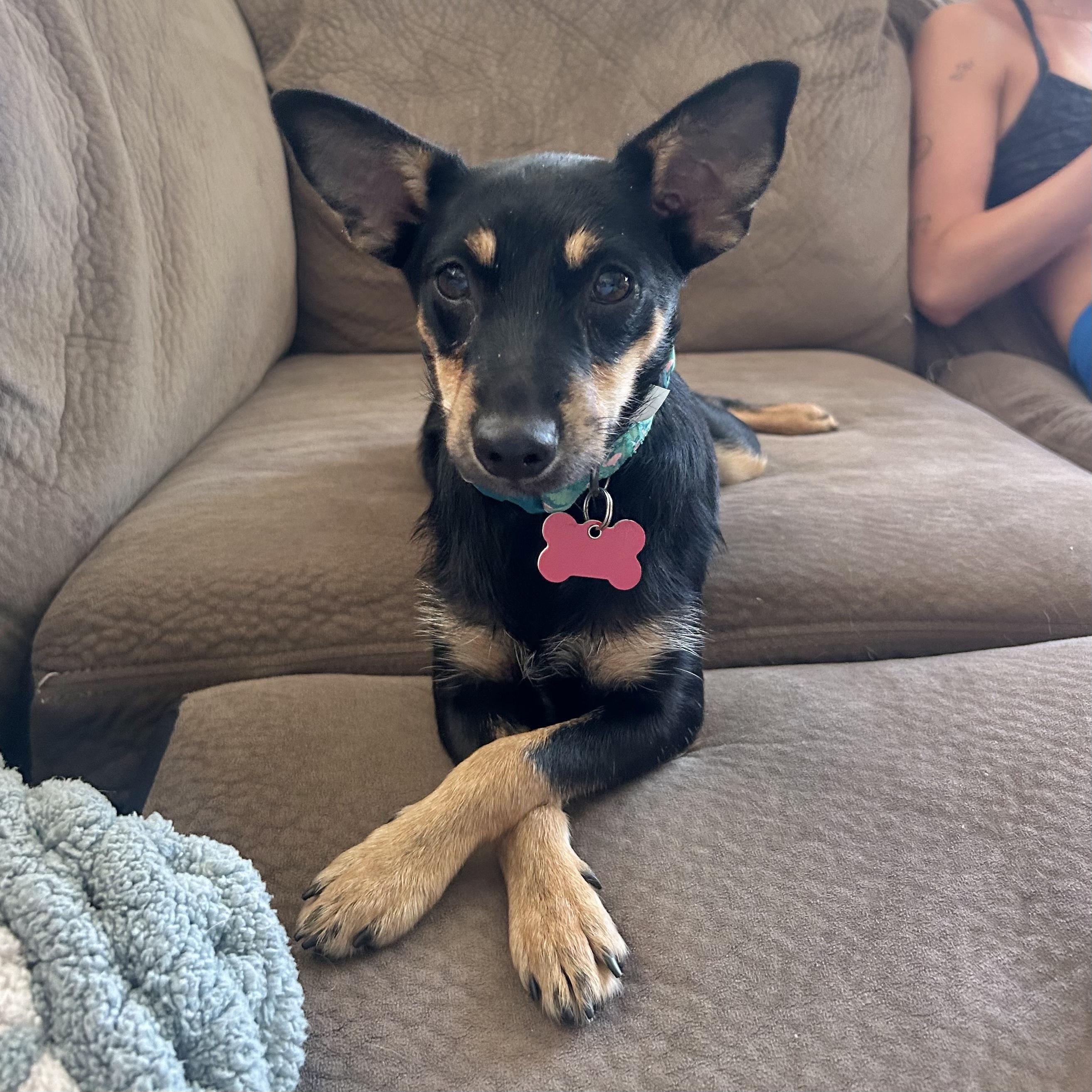 Enlarge Pepper, a ADOPTABLE mixed breed in Boulder, CO image 4/6