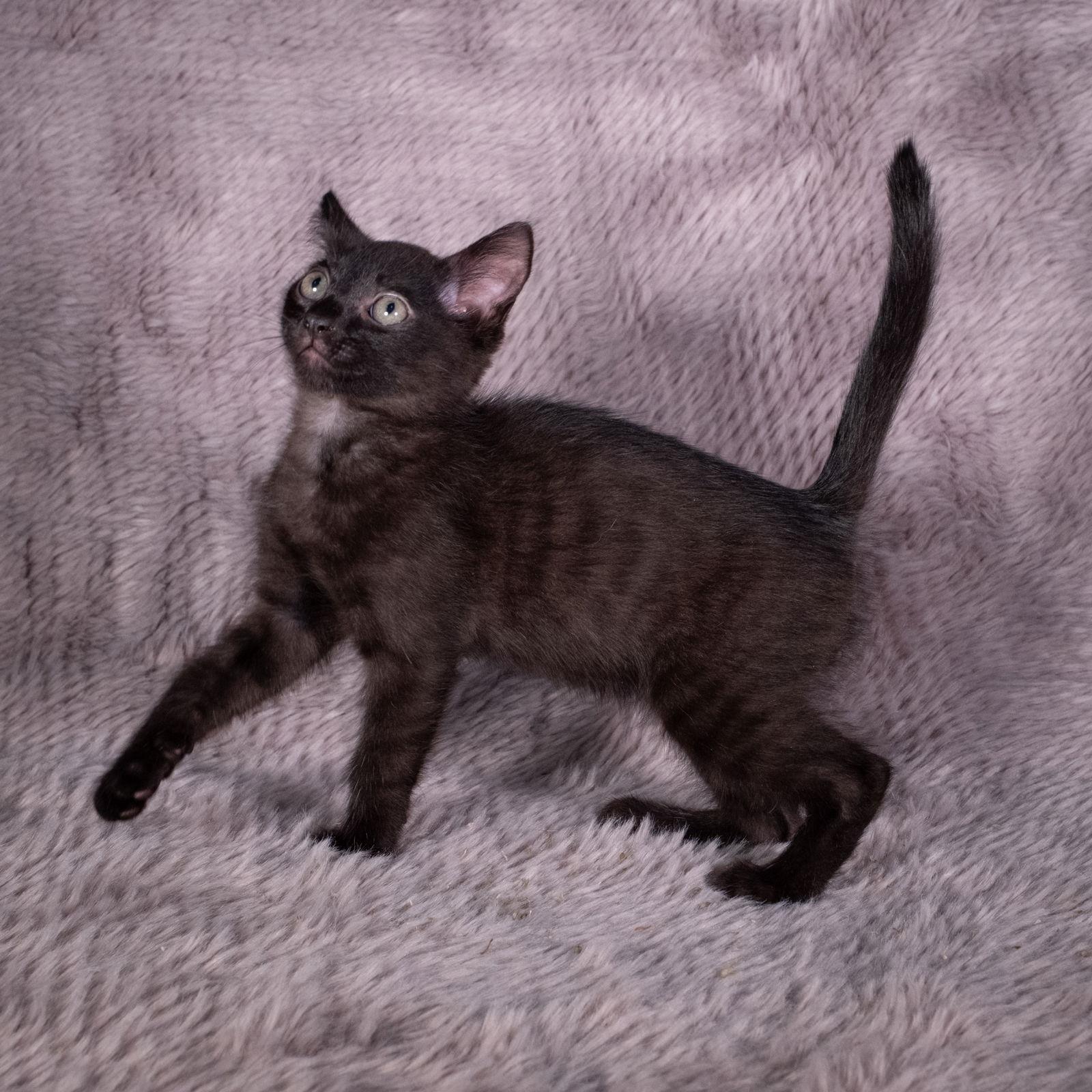 Enlarge Gift Basket - Andrea foster, a Adoptable Domestic Short Hair in Social Circle, GA image 1/3