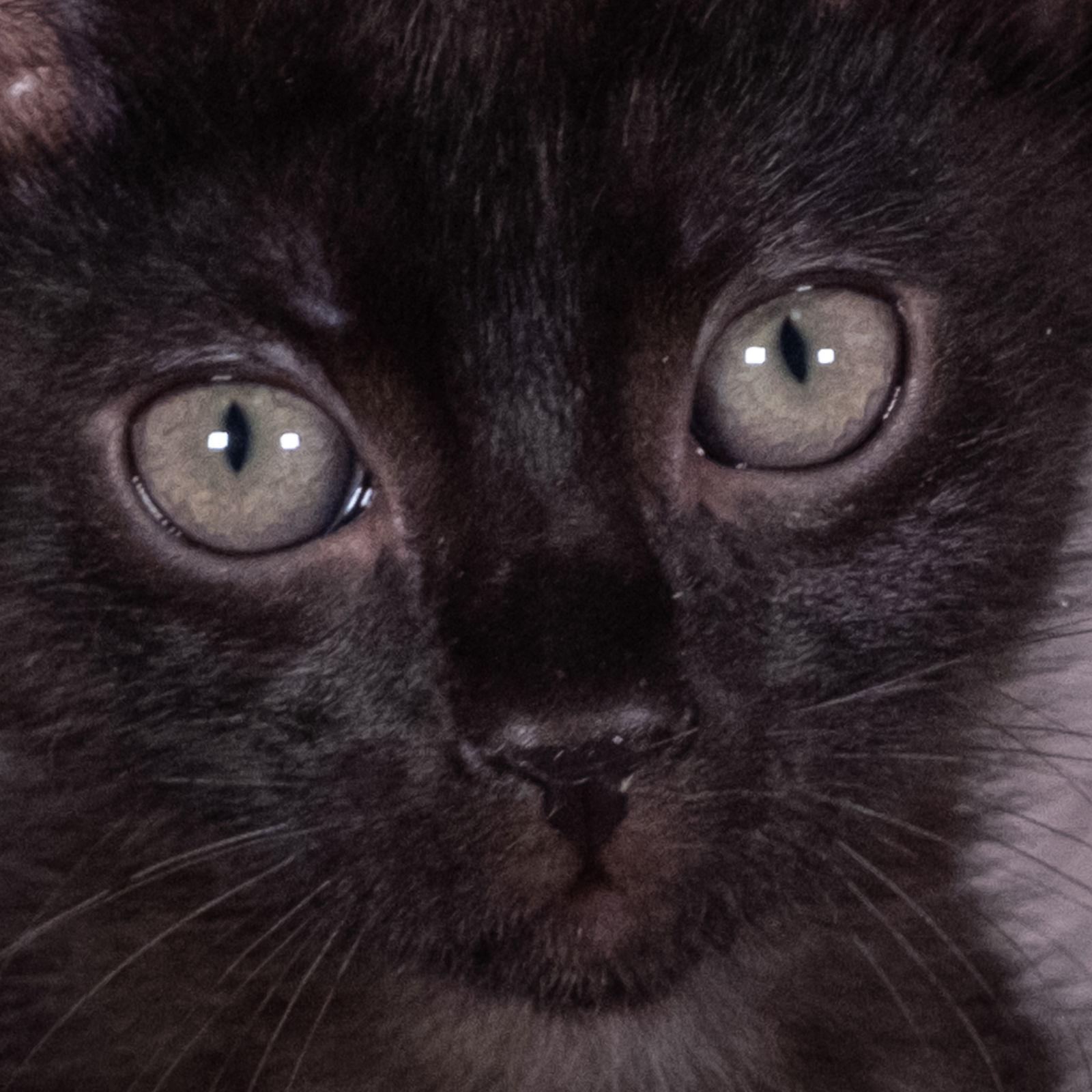 Enlarge Gift Basket - Andrea foster, a Adoptable Domestic Short Hair in Social Circle, GA image 3/3