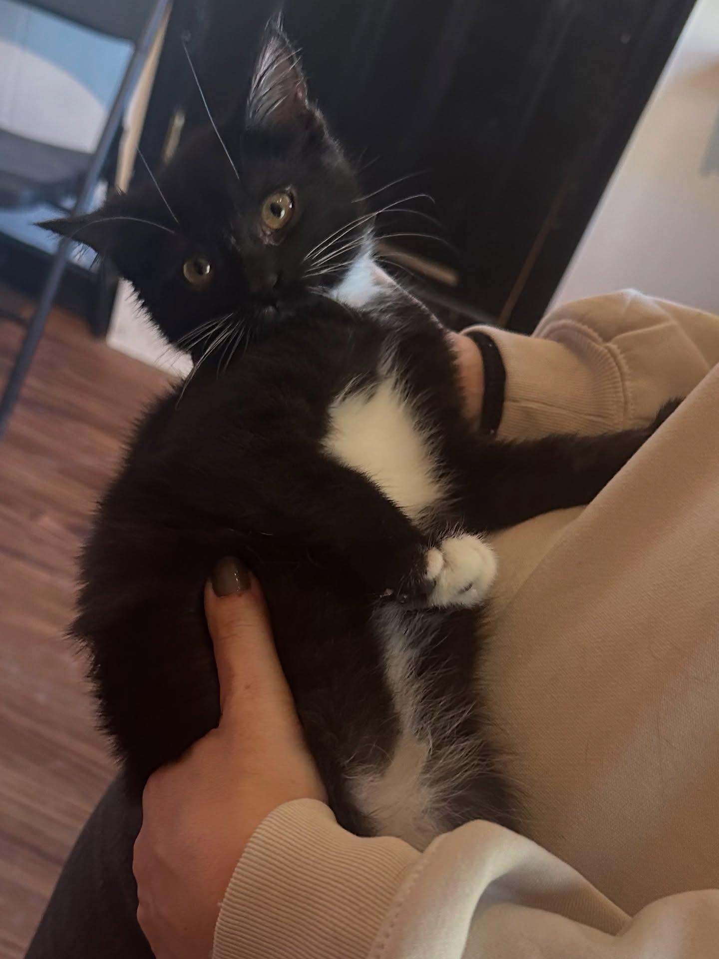 Enlarge Jon Snow, an adopted Domestic Short Hair in Pittsburgh, PA image 1/1