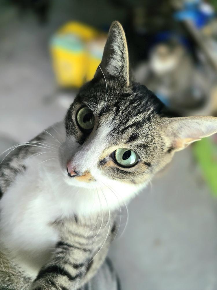 Jessica, Adoptable, Young Female Domestic Short Hair.