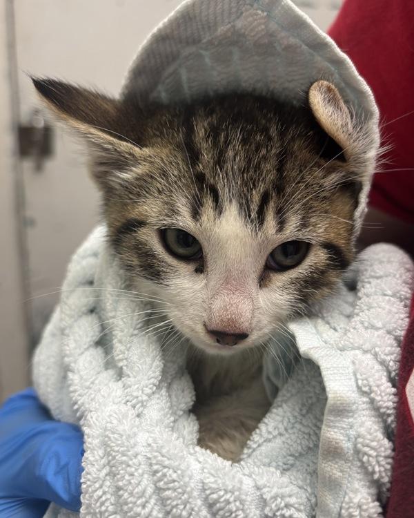 Roomba, Adoptable, Kitten Male Domestic Medium Hair.