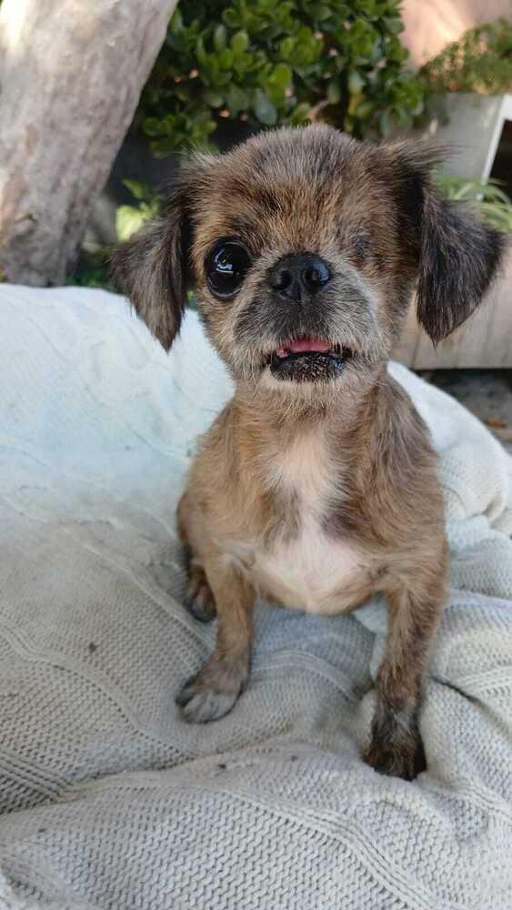 Enlarge Julieta, a Adoptable mixed breed in New York, NY image 2/5